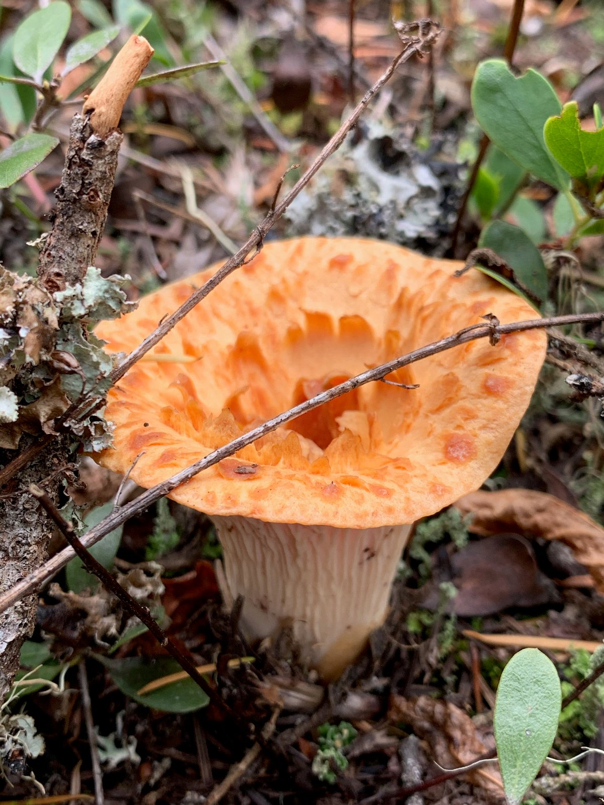 Looking down into a scaly chanterelle: concentric rings of curled orange scales around the hollow center