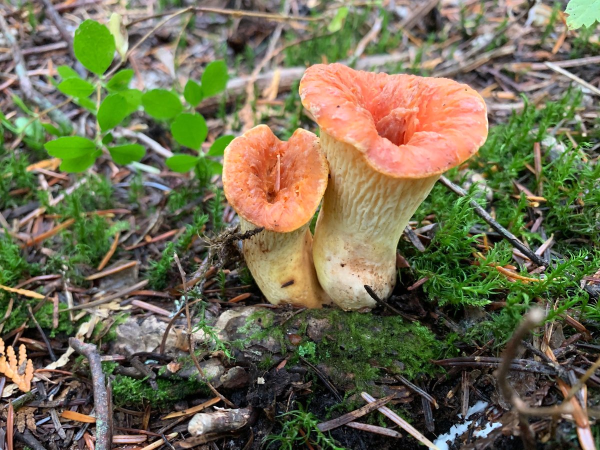 Two scaly chanterelles showing orange scaly caps above pale cream, deeply ridged stems