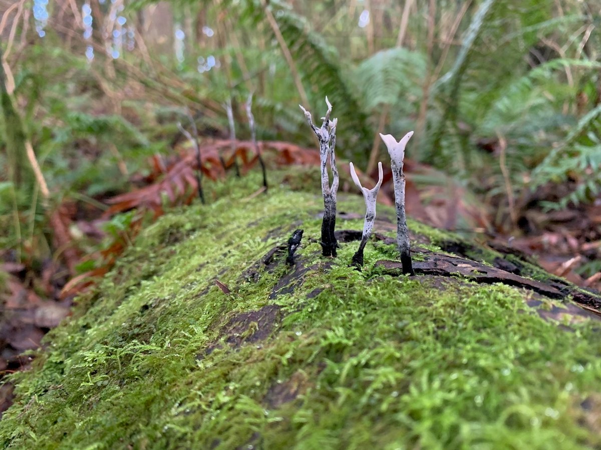 Candlesnuff fungus (Xylaria hypoxylon) with pale tips on a mossy log
