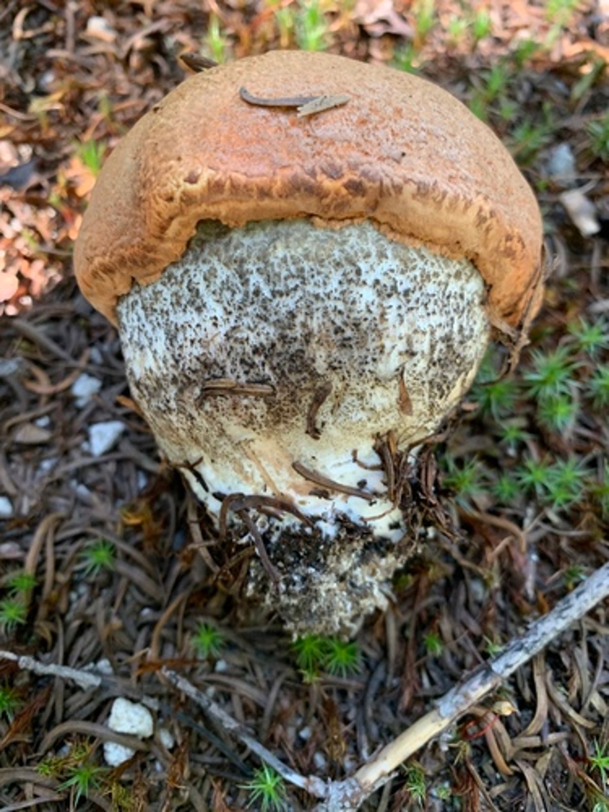 Leccinum insigne (aspen scaber-stalk) showing dark scabers on the stem