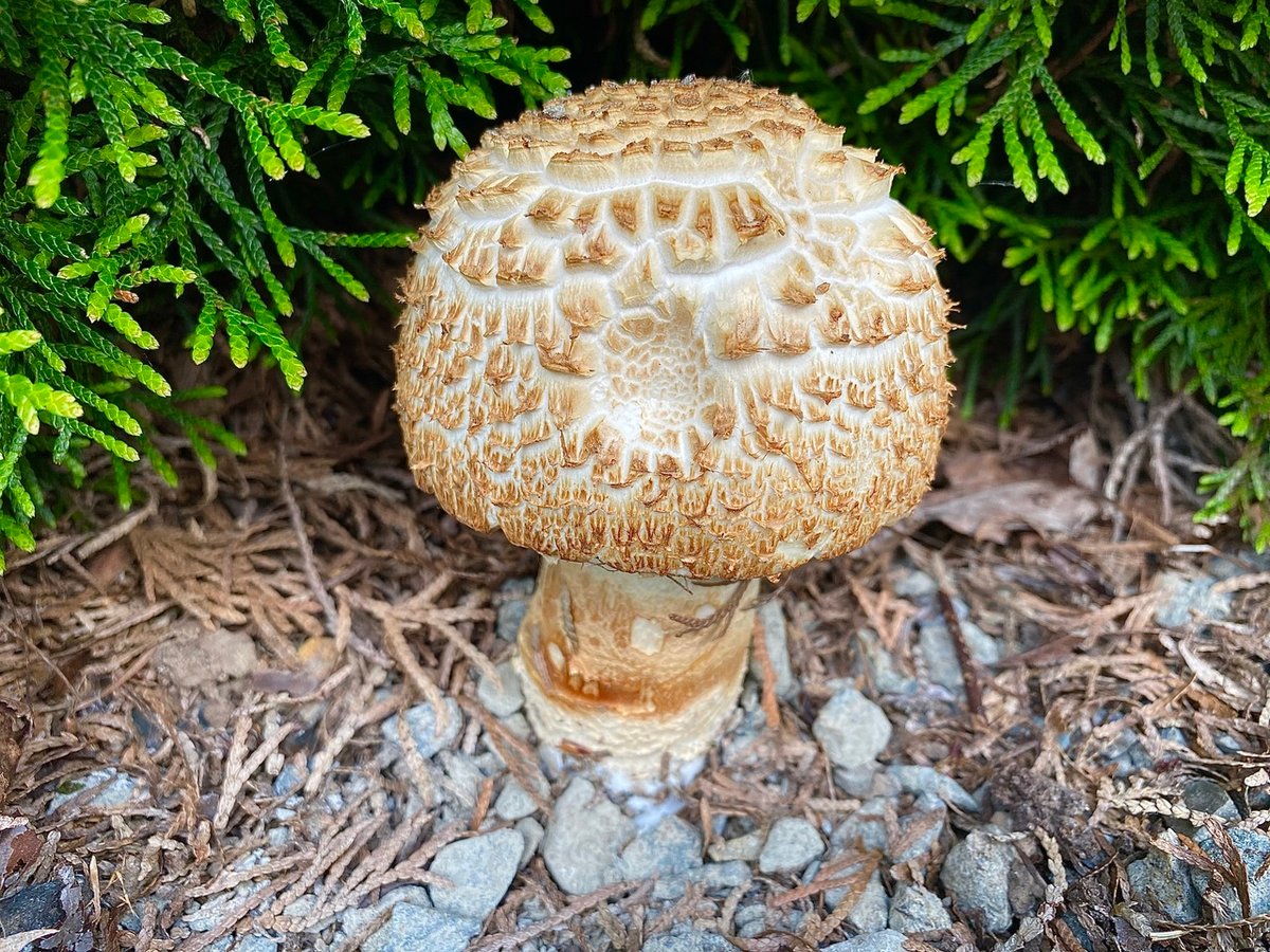 The prince, a large Agaricus with a brown-scaly cap