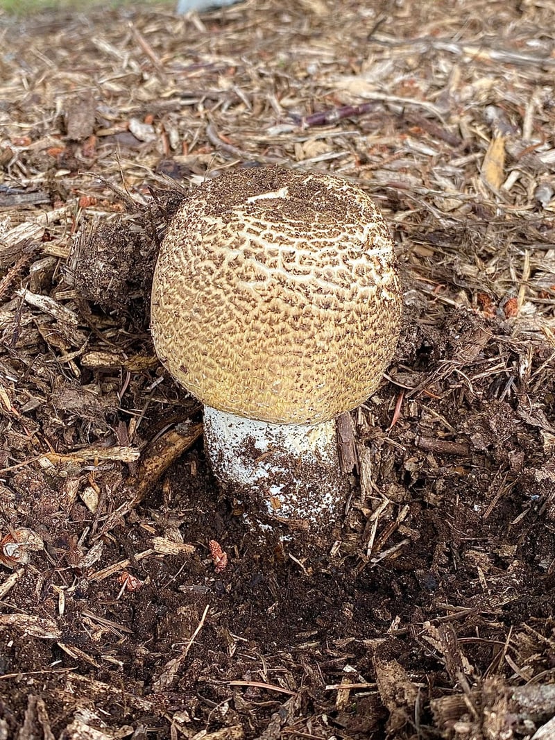 Agaricus augustus (The Prince) showing golden scaly cap and skirt-like ring on stem