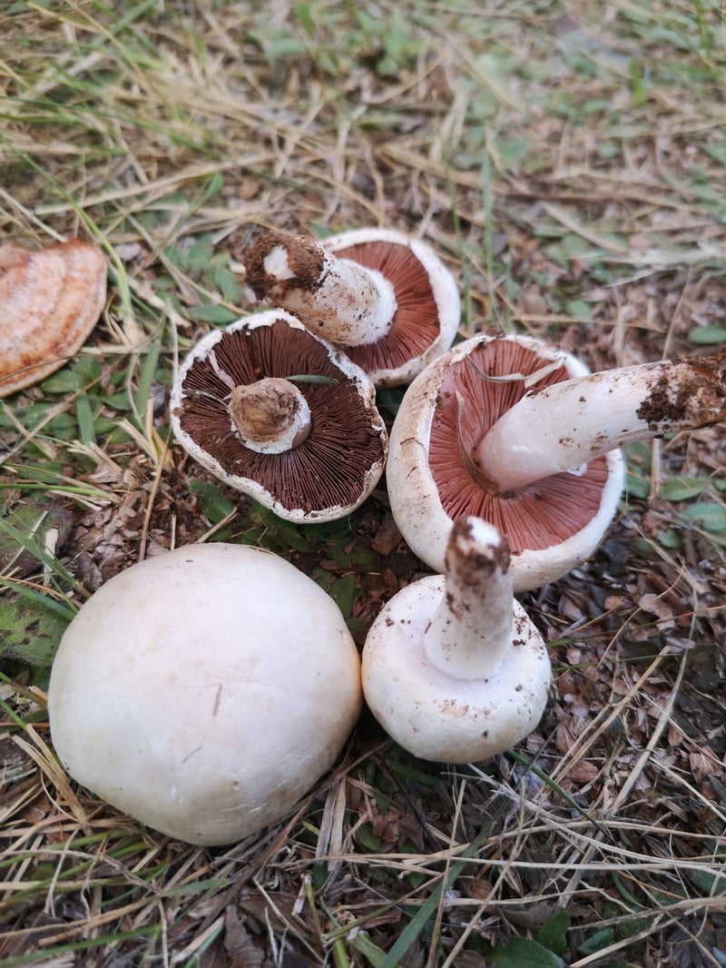 Agaricus campestris (meadow mushroom) showing white cap and pink gills in grass habitat