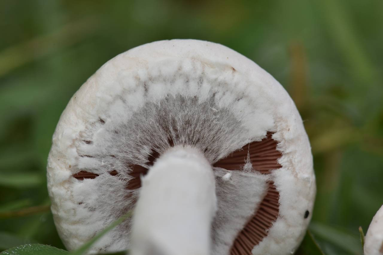 Agaricus campestris meadow mushrooms growing in grassy field habitat, Pacific Northwest
