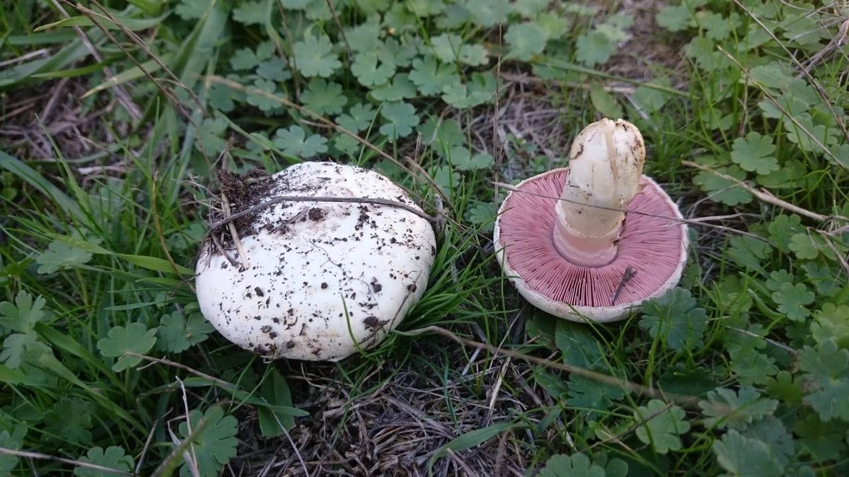 Agaricus campestris (meadow mushroom) showing white cap and young pink gills