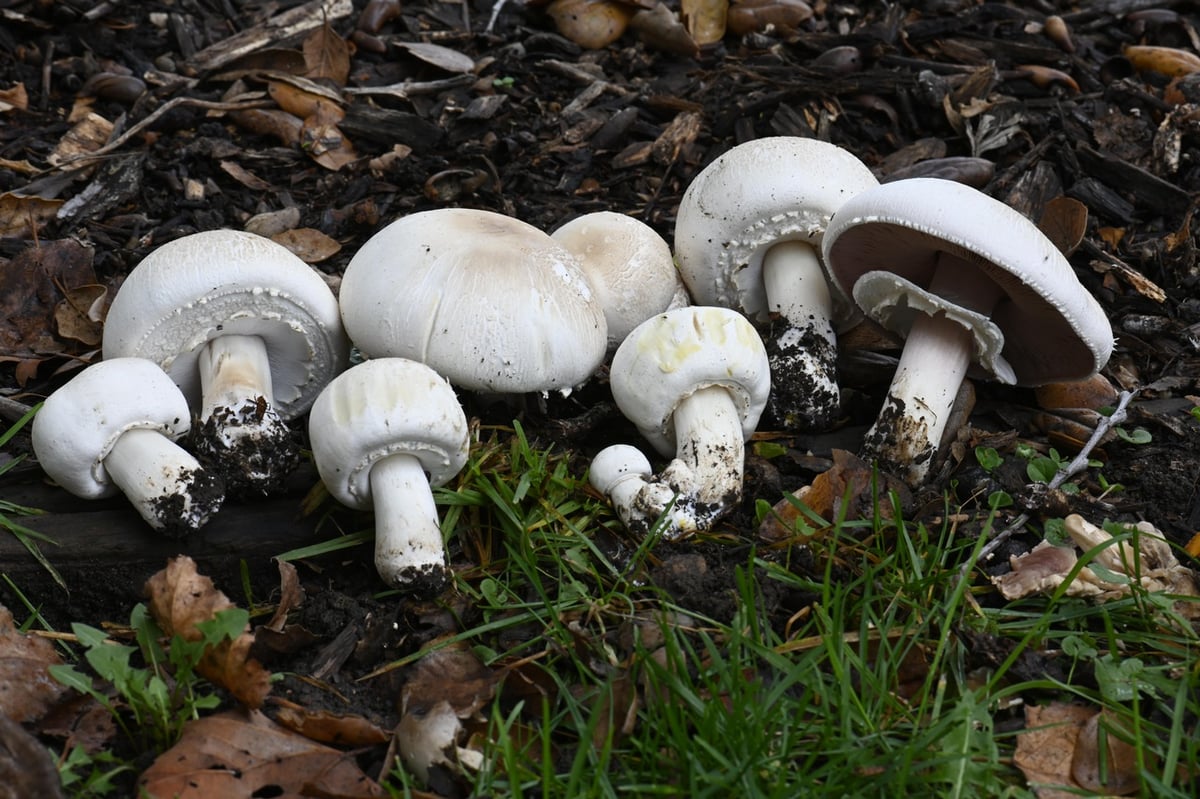 Agaricus xanthodermus (yellow-stainer) group showing young to mature specimens