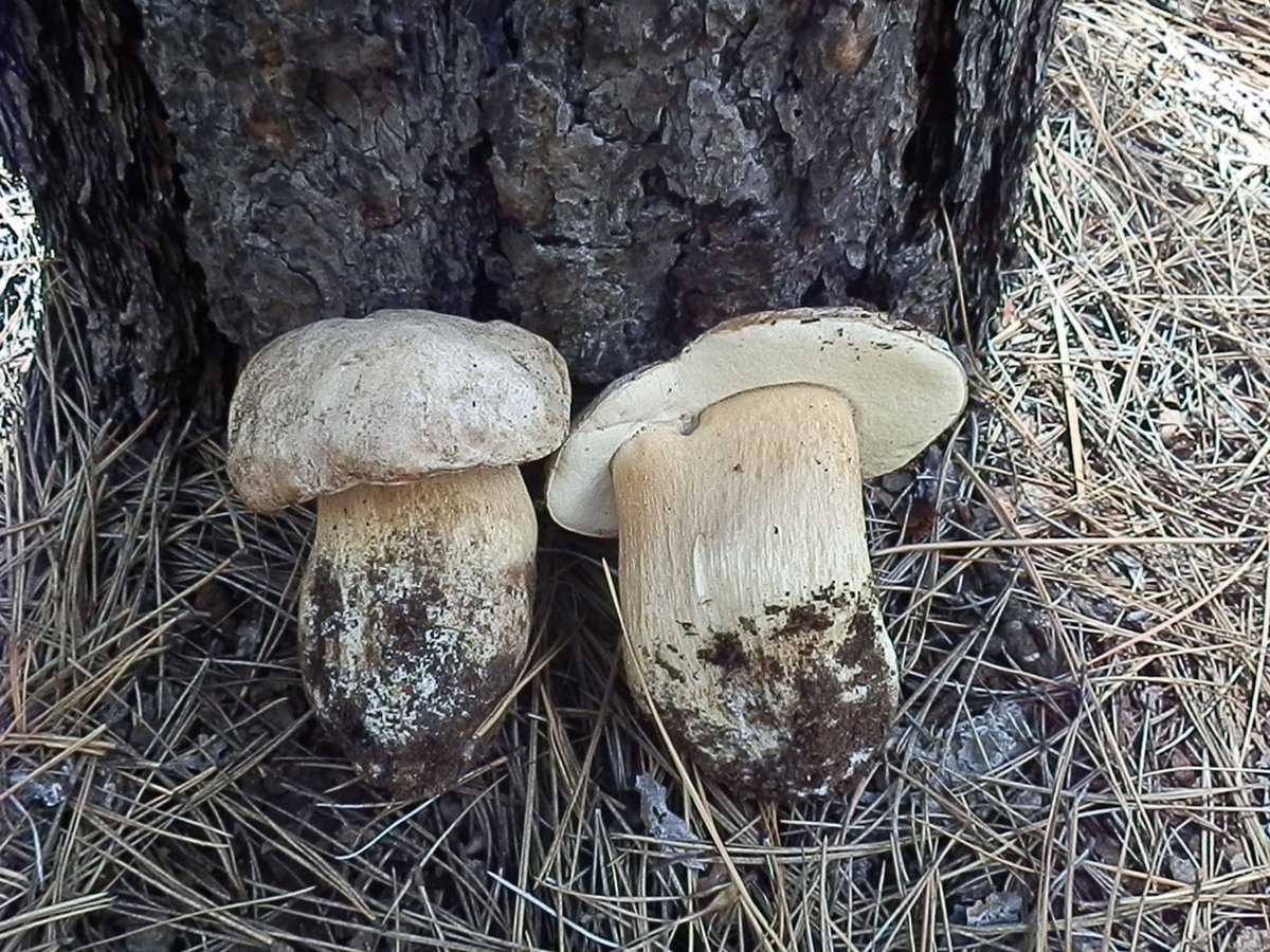 Boletus barrowsii