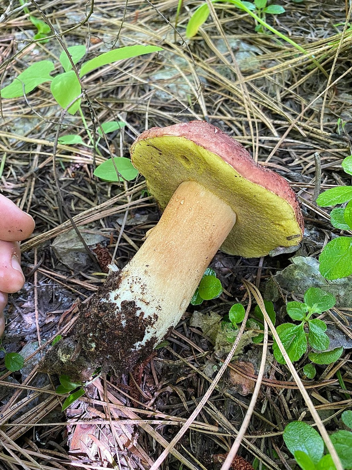 Boletus rex-veris underside showing pale pore surface and reticulated stem
