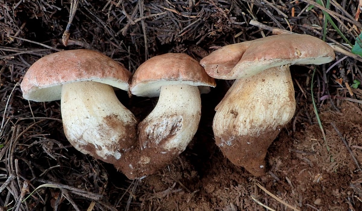 Boletus rex-veris pair showing cap color range from young to mature specimen