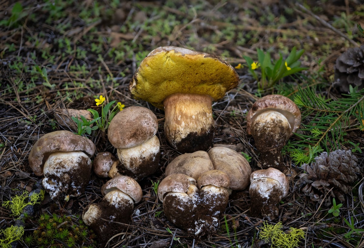 Spring king bolete cap detail showing reddish-brown coloring and smooth dry surface