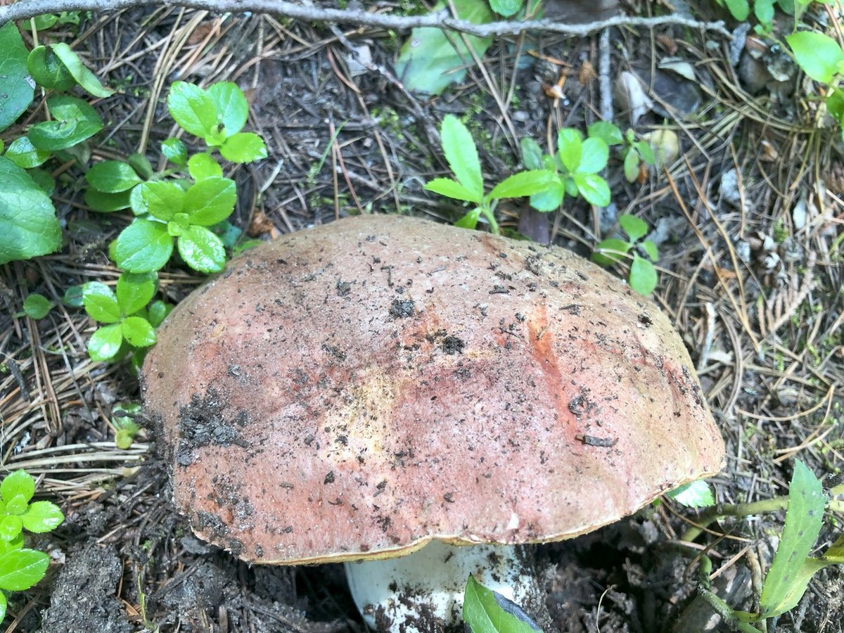 Spring king bolete in Pacific Northwest spruce forest