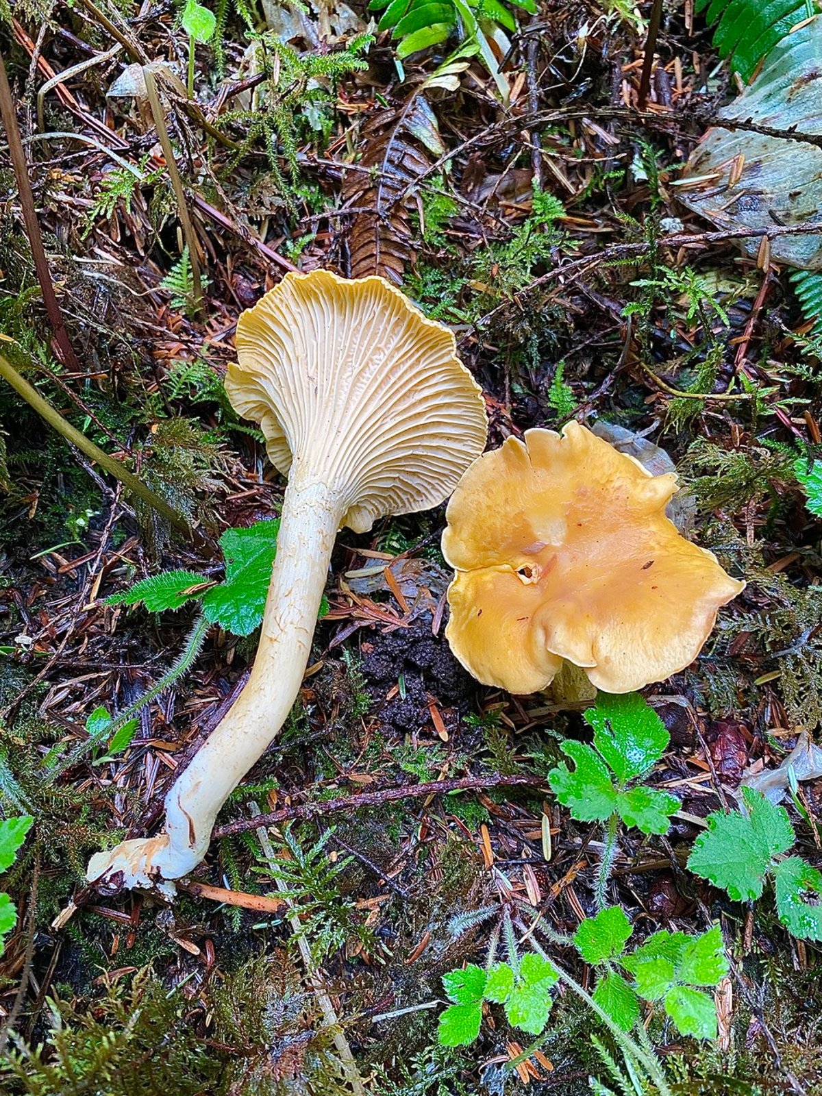 White chanterelle (Cantharellus subalbidus) showing pale cap and stem, Pacific Northwest