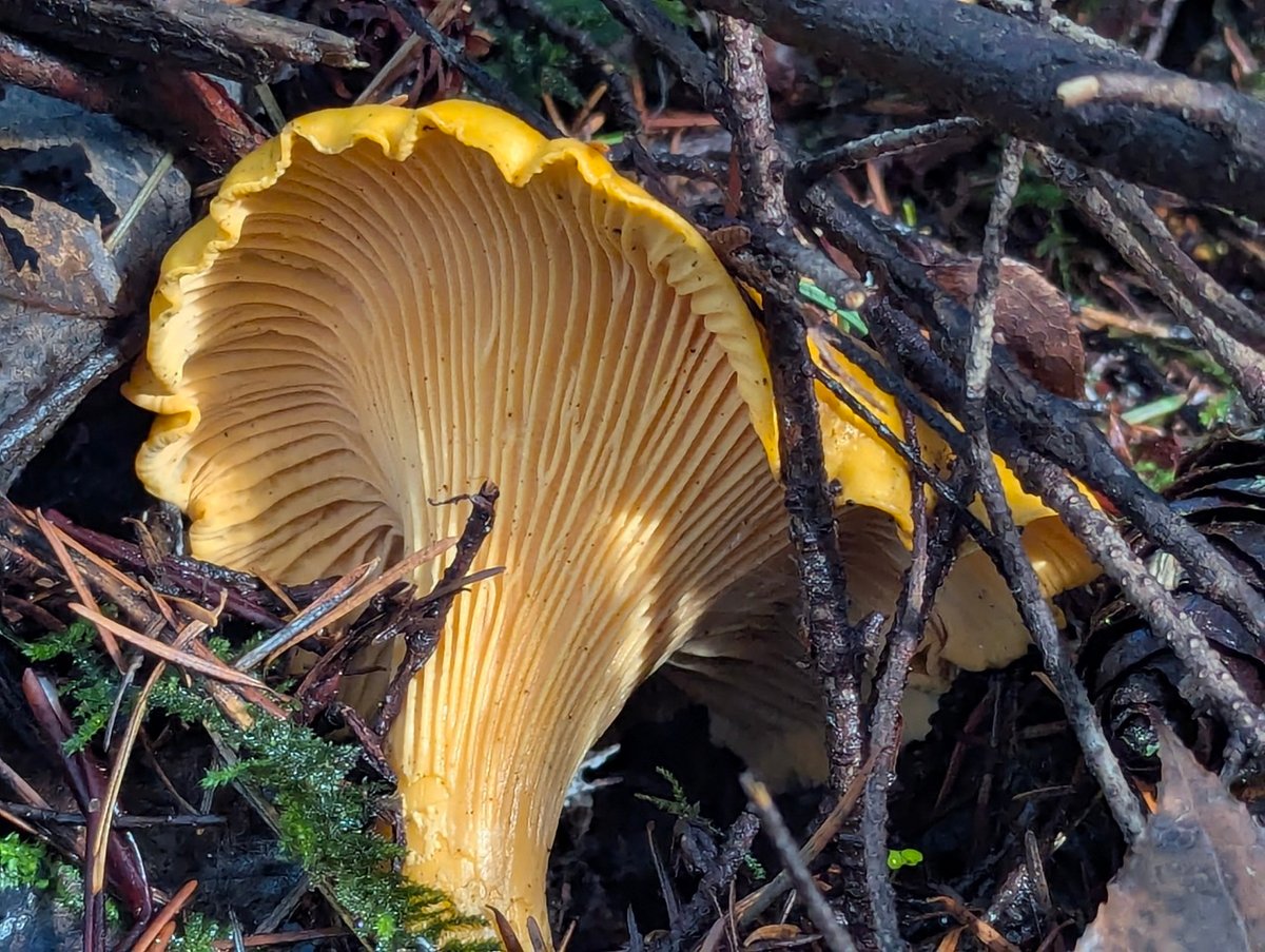Pacific golden chanterelle (Cantharellus formosus) with golden funnel-shaped cap on forest floor