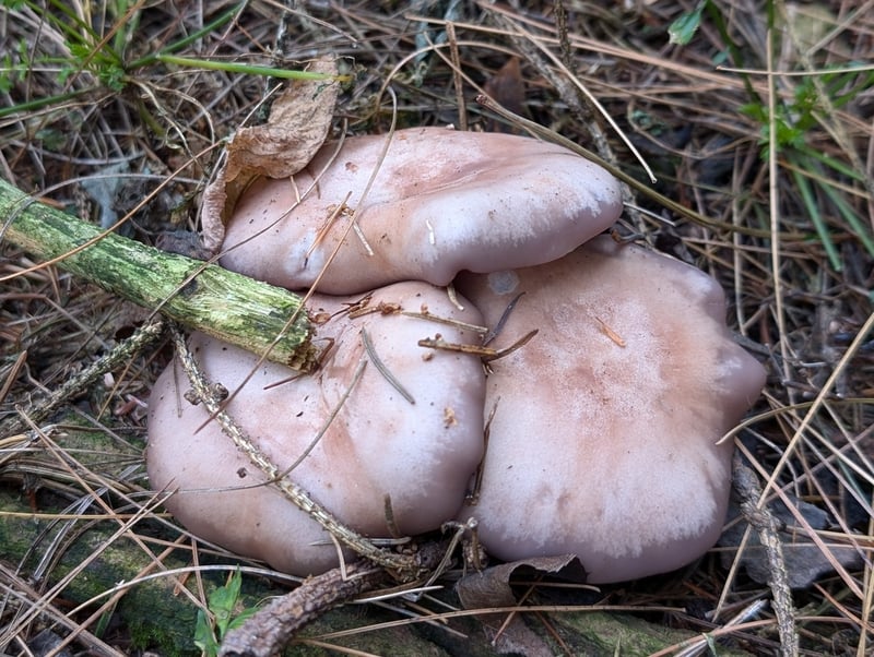 Group of wood blewit mushrooms fruiting in leaf litter under trees