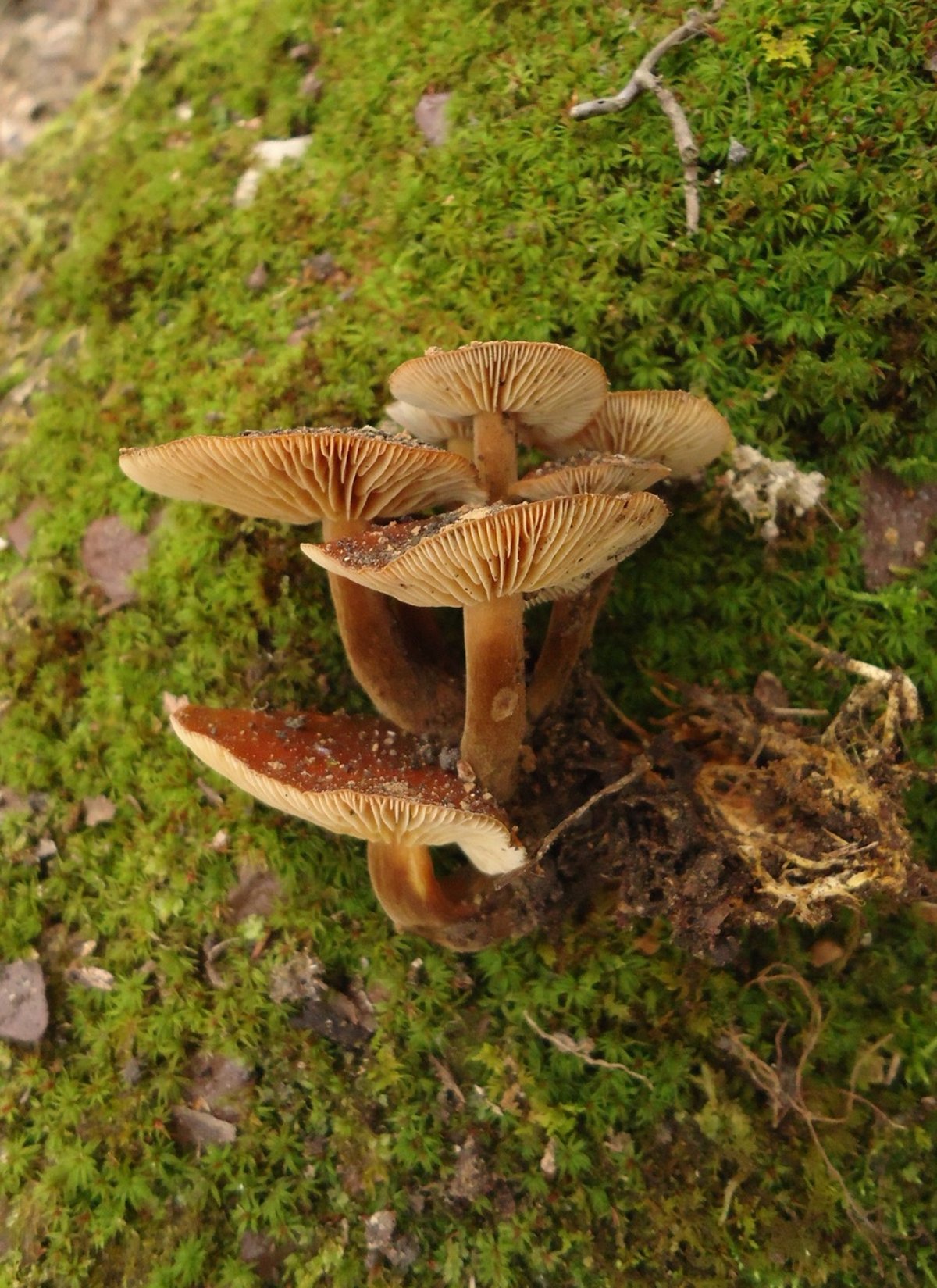 Velvet shank (Flammulina velutipes) cluster on hardwood in winter