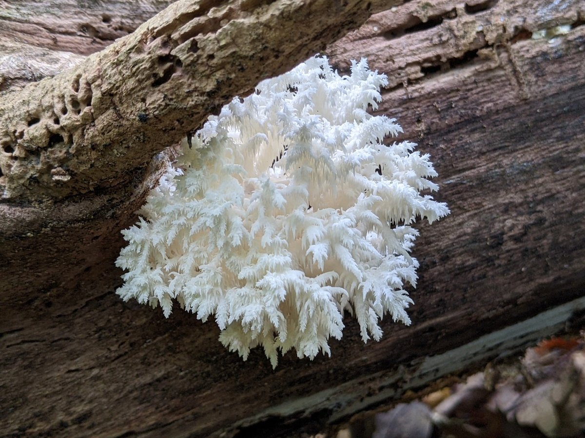 Coral tooth fungus (Hericium coralloides) with white branching spines growing on a dead log in Pacific Northwest forest
