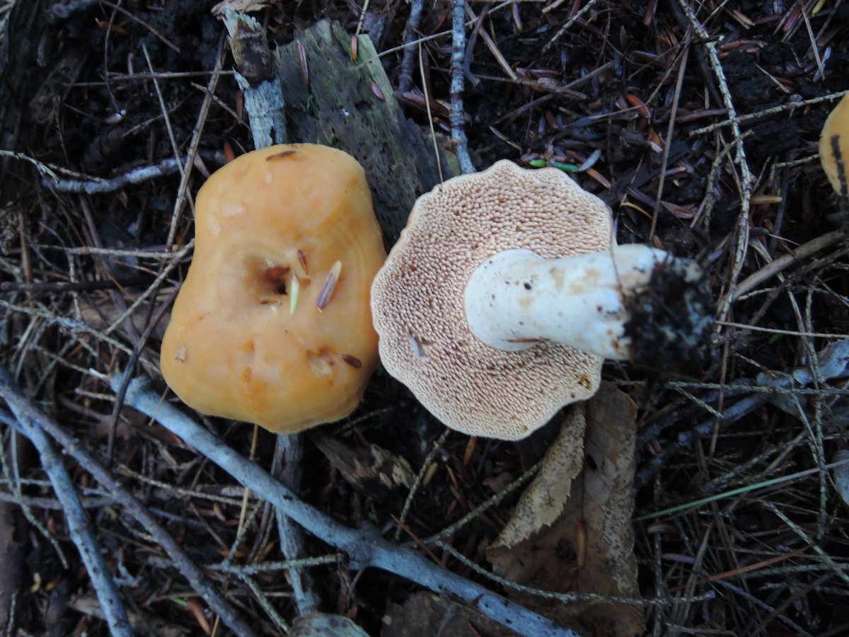 Small belly button hedgehog mushroom (Hydnum umbilicatum) with depressed cap center
