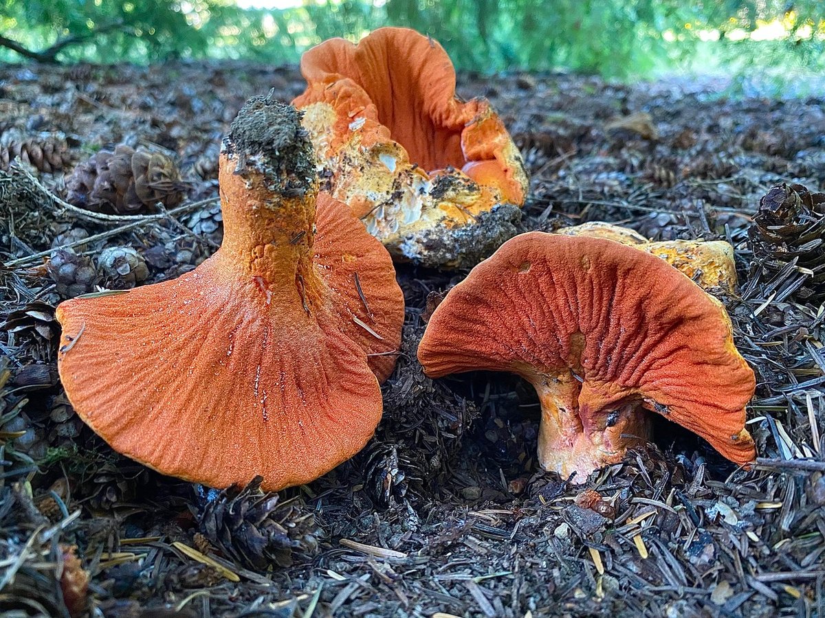 Lobster Mushroom