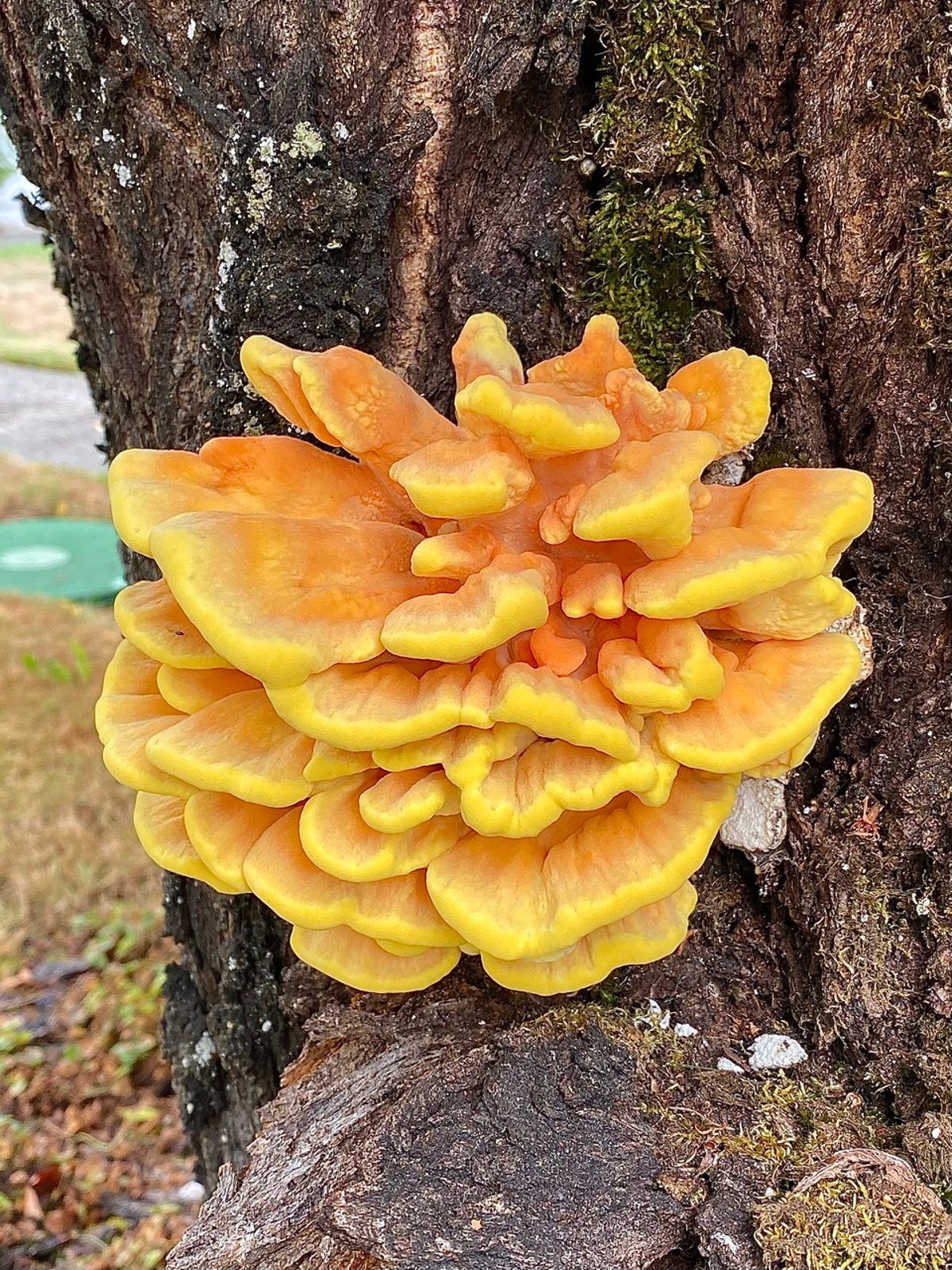 Chicken of the Woods (Laetiporus) showing bright orange and yellow shelf brackets growing on a hardwood tree