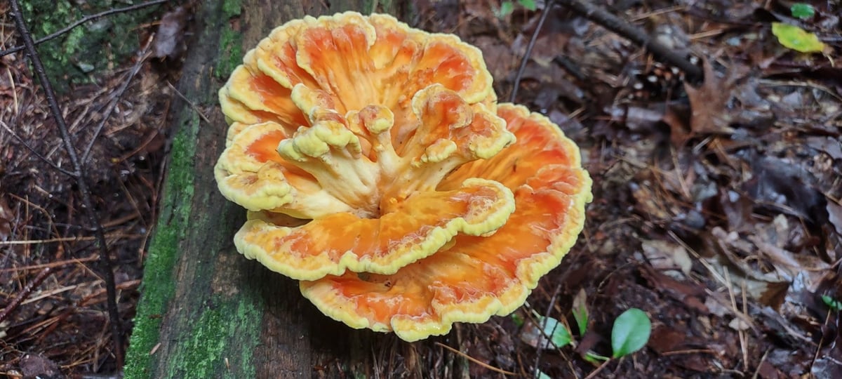 Chicken of the woods growing at the base of a tree from roots