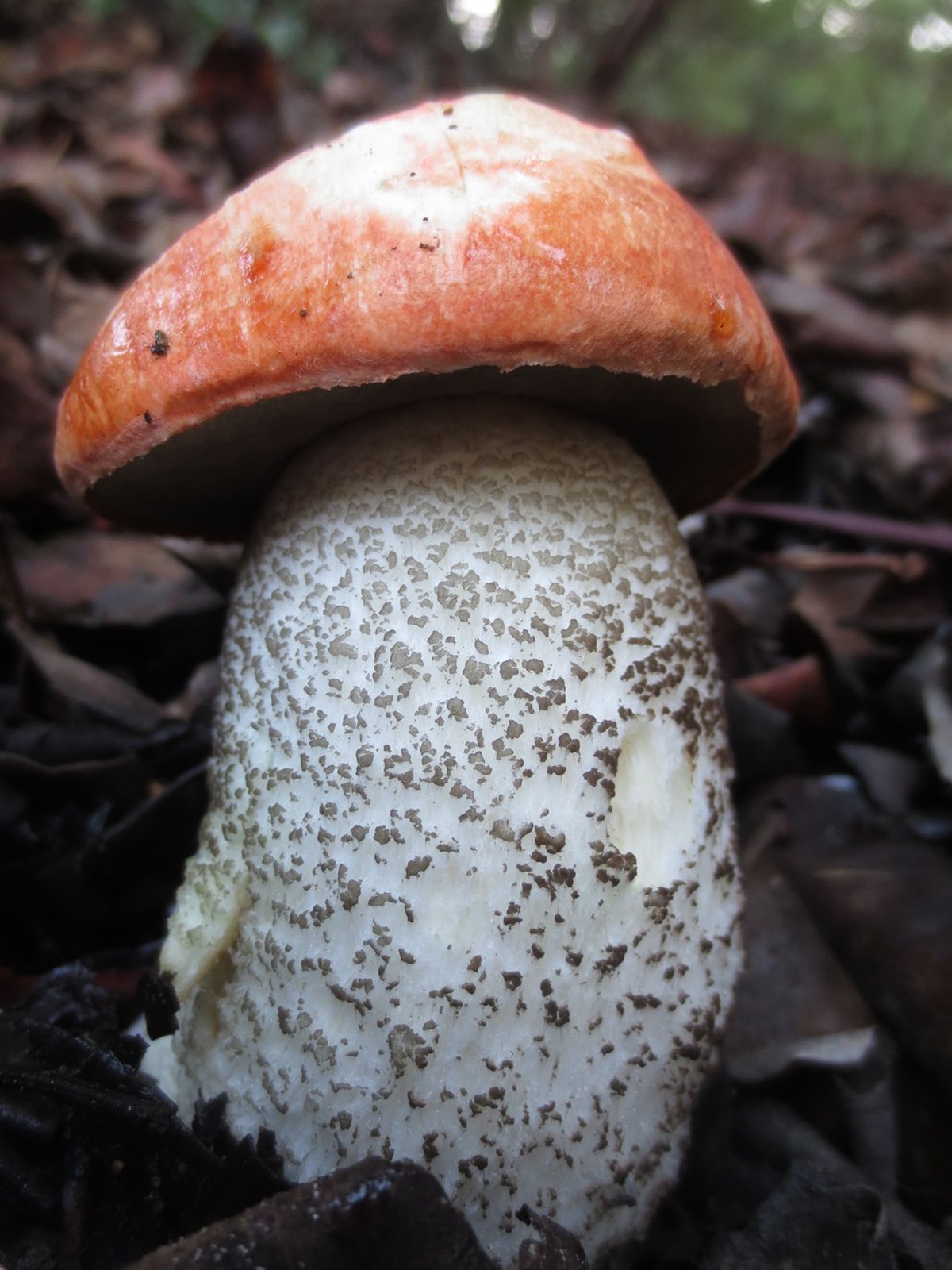 Leccinum manzanitae (madrone bolete) with dark reddish-brown cap under madrone