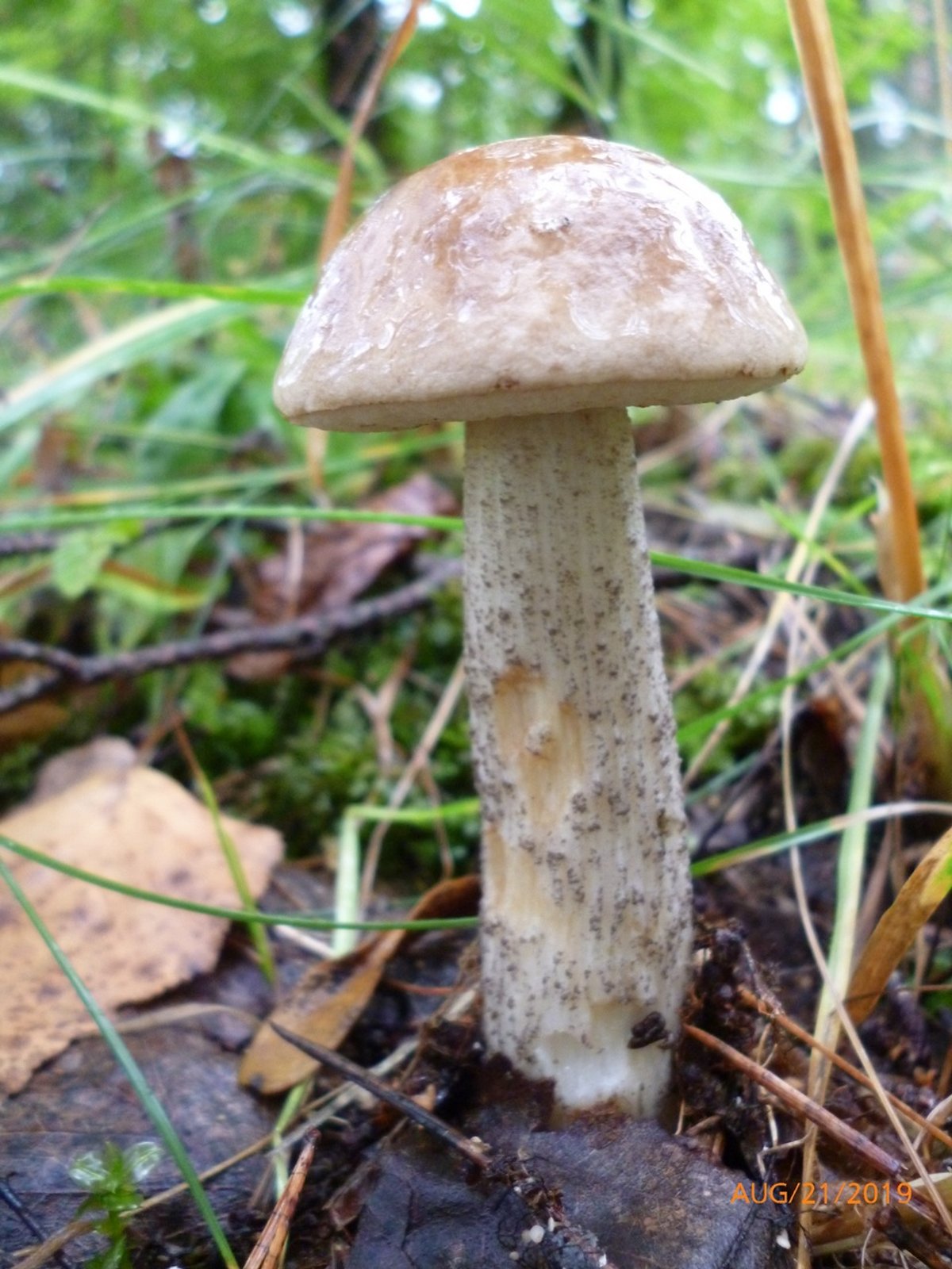 Leccinum scabrum (birch bolete) with dark brown cap and scabrous stem growing near birch
