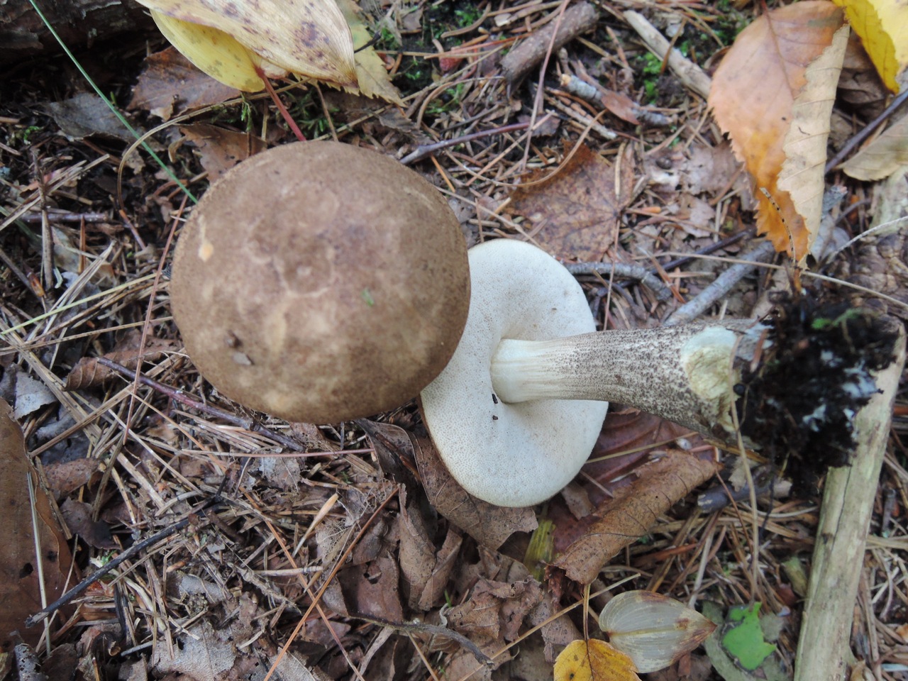 Leccinum scabrum showing brown cap and characteristic scabrous stem growing in birch forest habitat