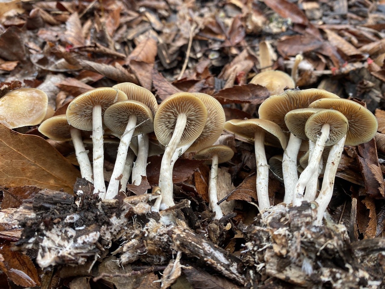 Psilocybe ovoideocystidiata specimens growing from decomposing wood chips in an urban setting, showing typical spring fruiting habitat