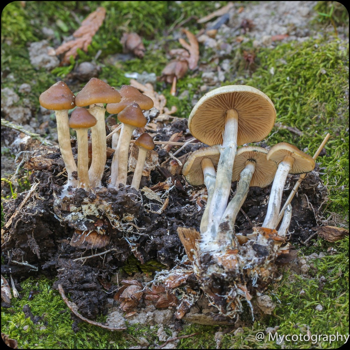 Cluster of Psilocybe ovoideocystidiata mushrooms at varying stages of maturity growing from wood chips