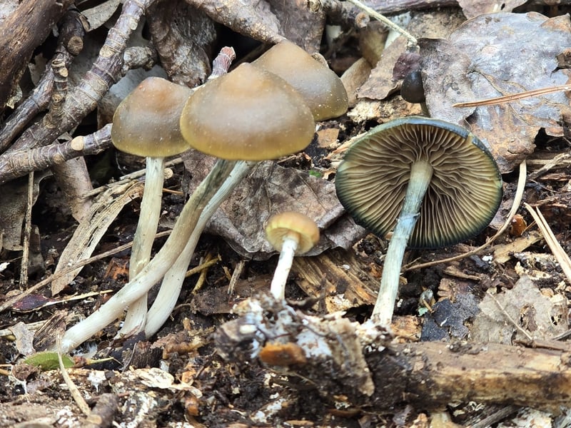 Psilocybe ovoideocystidiata mushrooms growing in a cluster, showing caramel-colored hygrophanous caps and pale stems with blue-green bruising