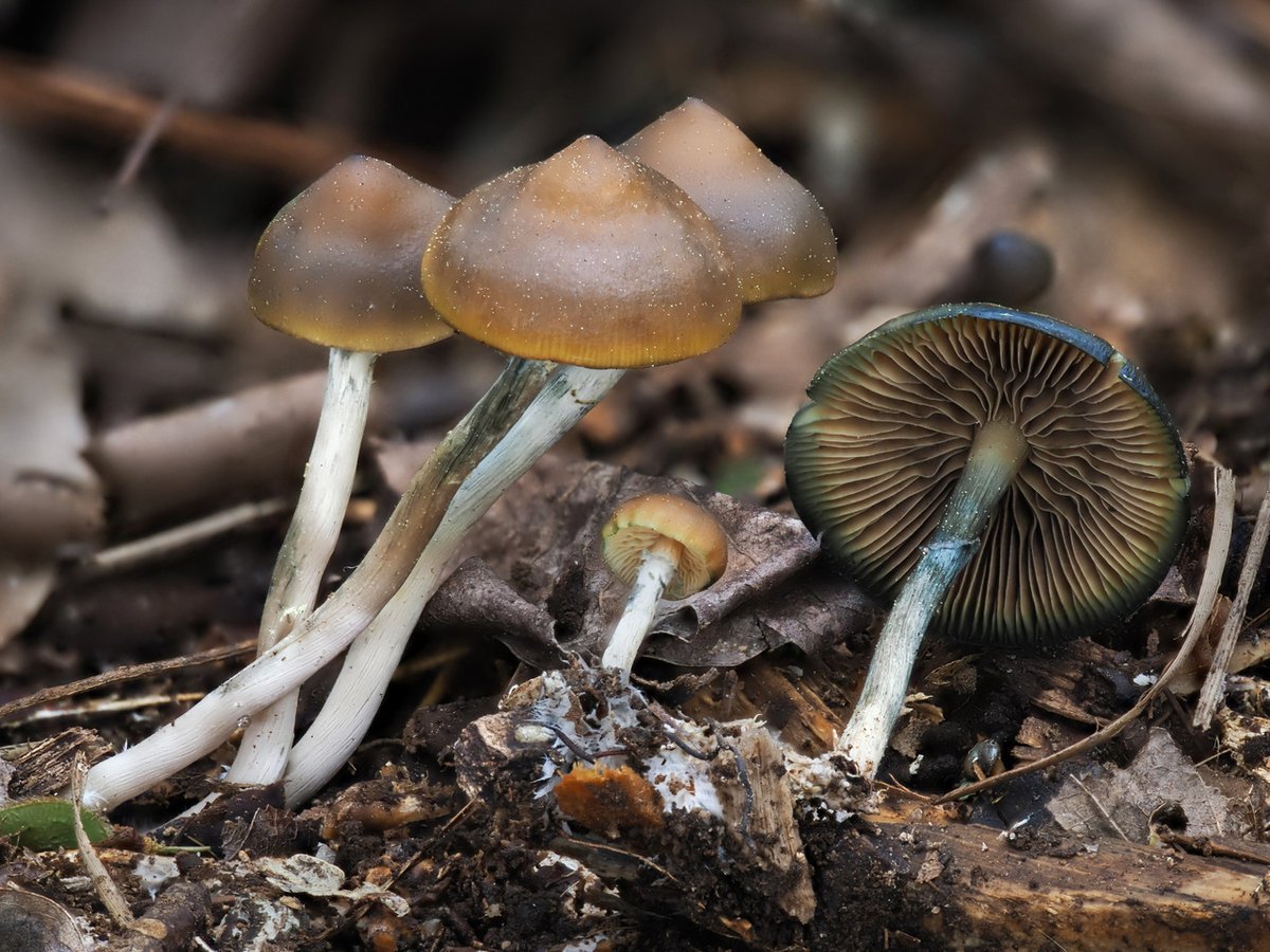 Psilocybe ovoideocystidiata cap detail showing moist caramel coloring and slight umbo