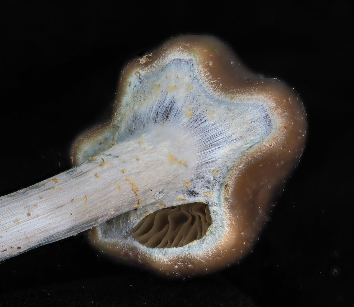 Psilocybe ovoideocystidiata showing hygrophanous cap color variation and blue bruising on stem