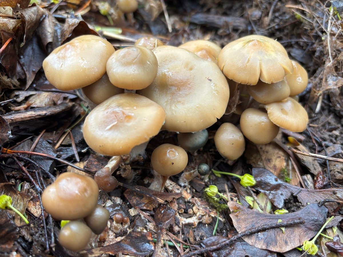 Young Psilocybe ovoideocystidiata specimens showing caramel-colored caps and pale stems on wood chips
