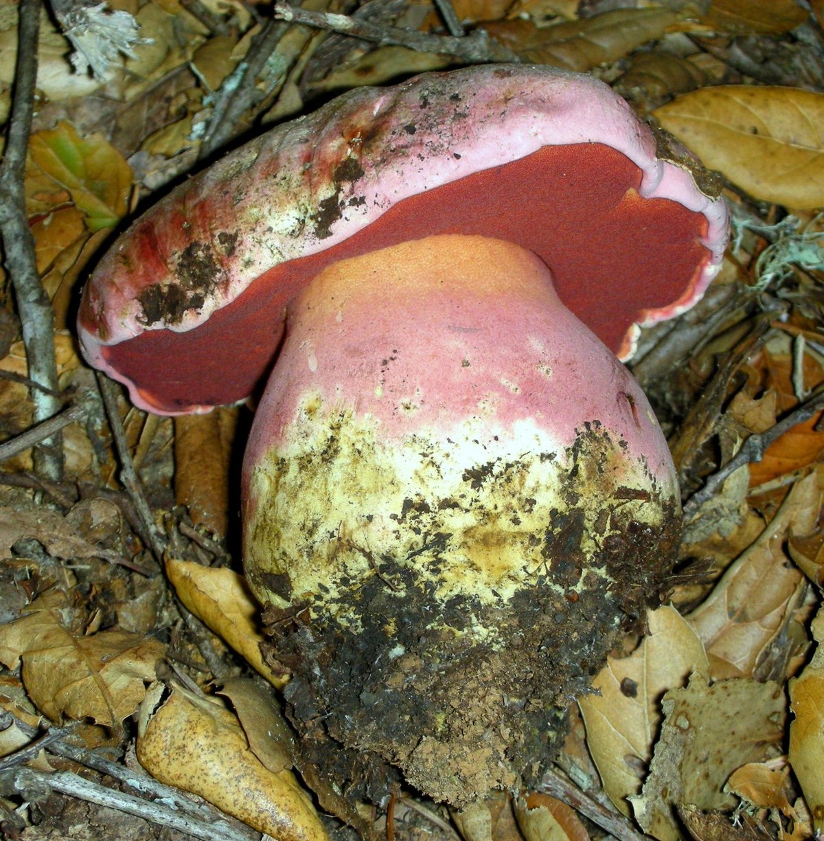 California Satan's bolete: a pink-edged cap over deep red pores and a massive pinkish bulbous stem base, among oak leaves