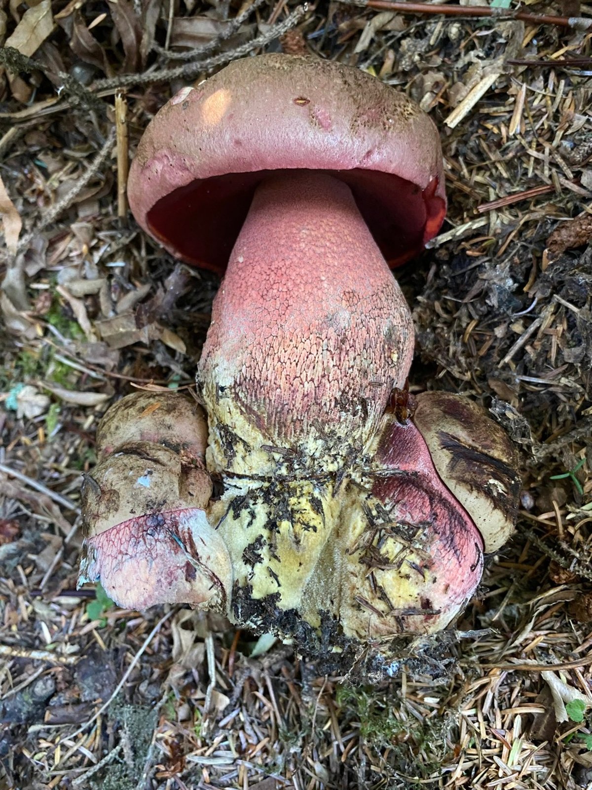 Red-pored bolete from above: rosy red cap, deep red pores under the rim, red netted stem and a swollen yellowish base