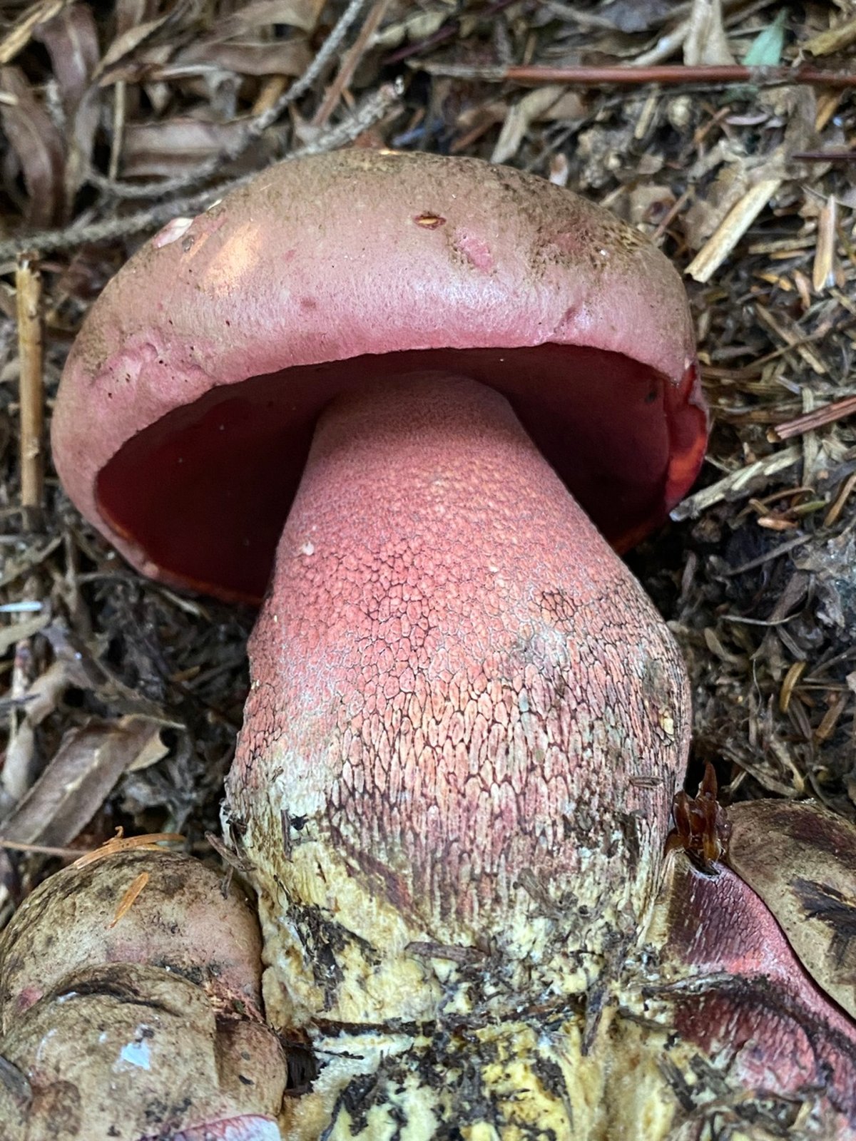 Close view of a red-pored bolete stem covered in a dark red net pattern below a deep red pore surface