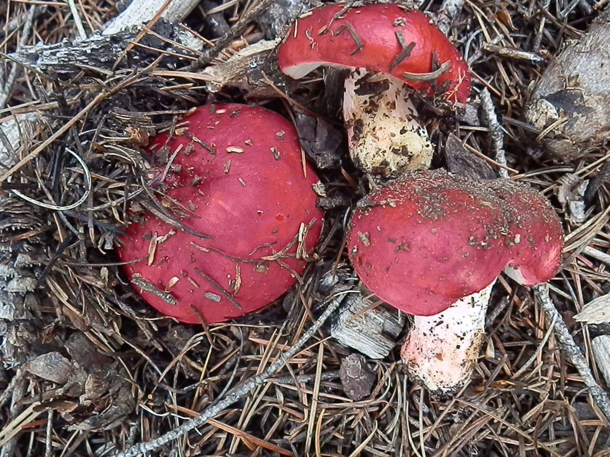 Russula olympiana showing reddish cap and white gills in Pacific Northwest forest