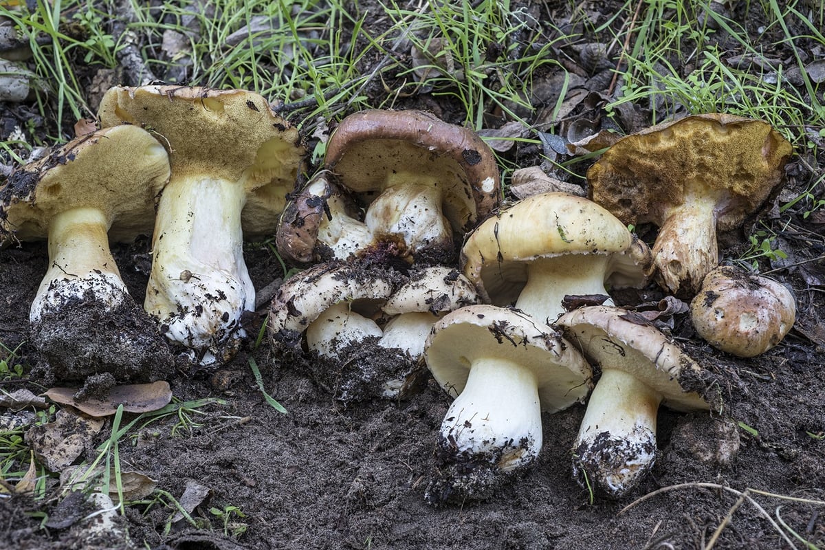 Cluster of Suillus pseudobrevipes with pale yellowish to brown caps, veil remnants on the cap edges, and whitish stems