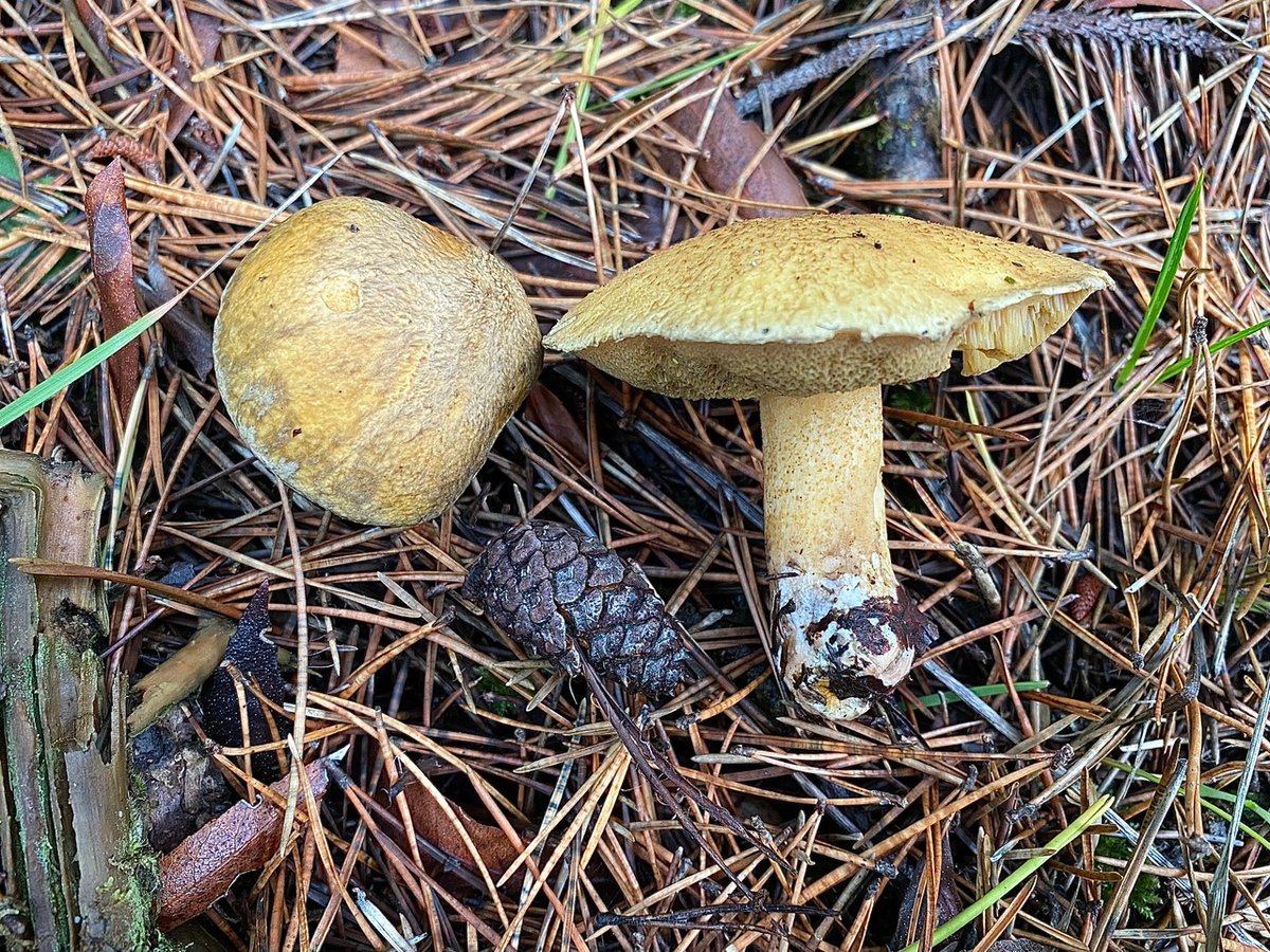 Suillus tomentosus
