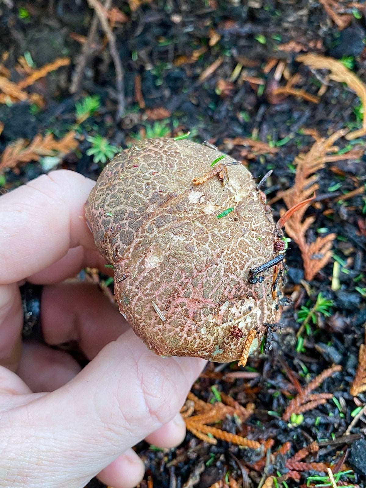Cracked-cap bolete showing an extensively cracked olive-brown cap with pale flesh in the cracks and a yellow stem
