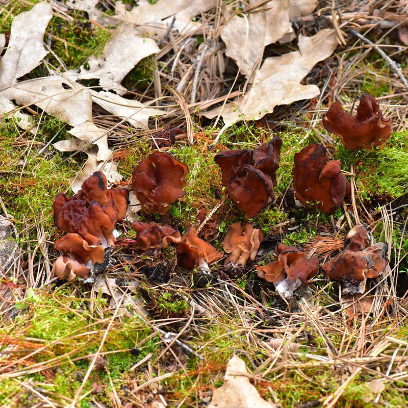 Paragyromitra ambigua showing complexly lobed irregular cap shape