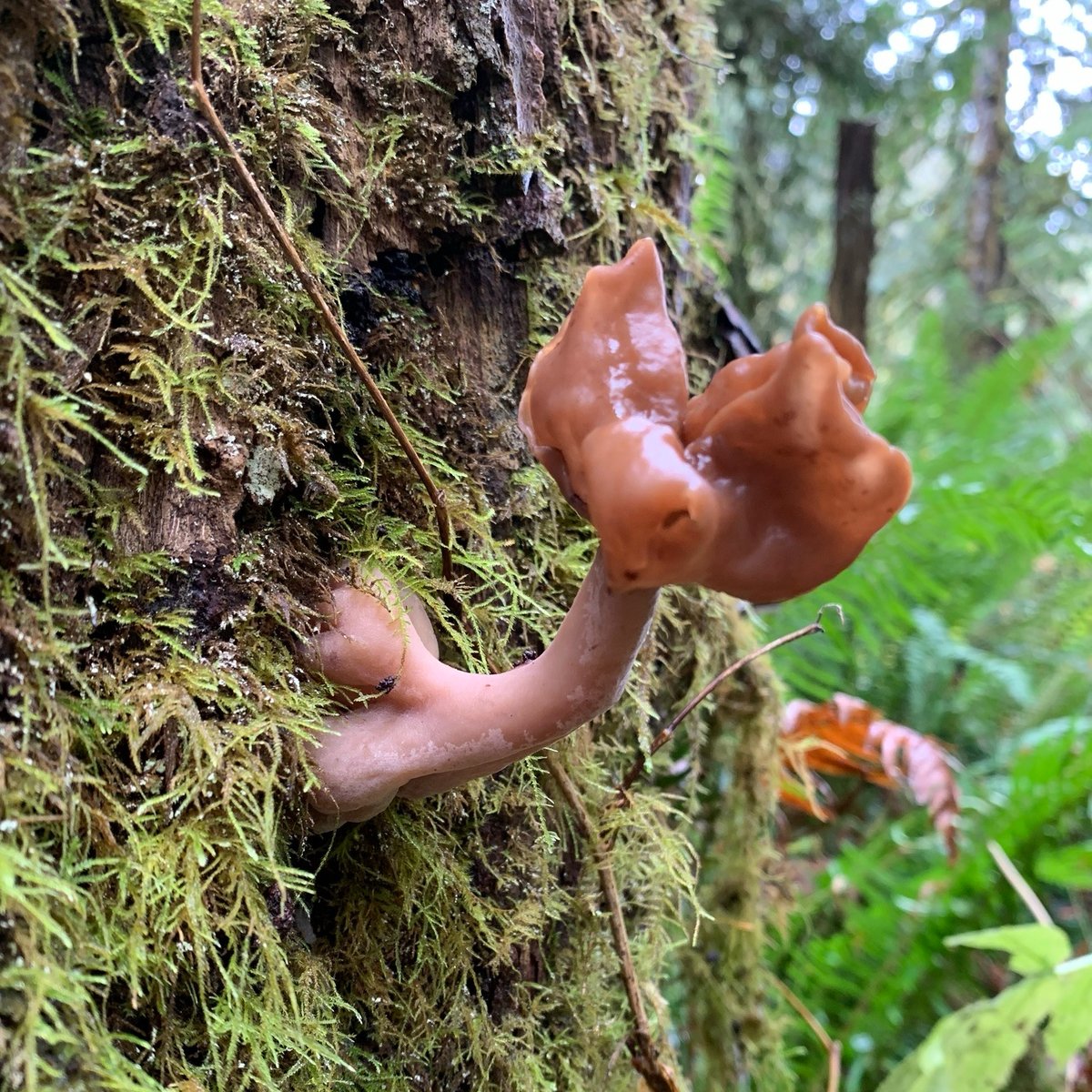 Paragyromitra infula (saddle-shaped false morel) with two-lobed brown cap on dark stem