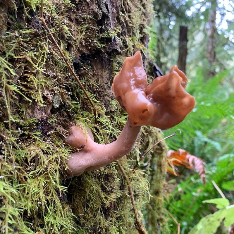 Paragyromitra infula (hooded false morel) showing saddle-shaped reddish-brown cap with sharp lobes on a pale stipe in Pacific Northwest conifer forest
