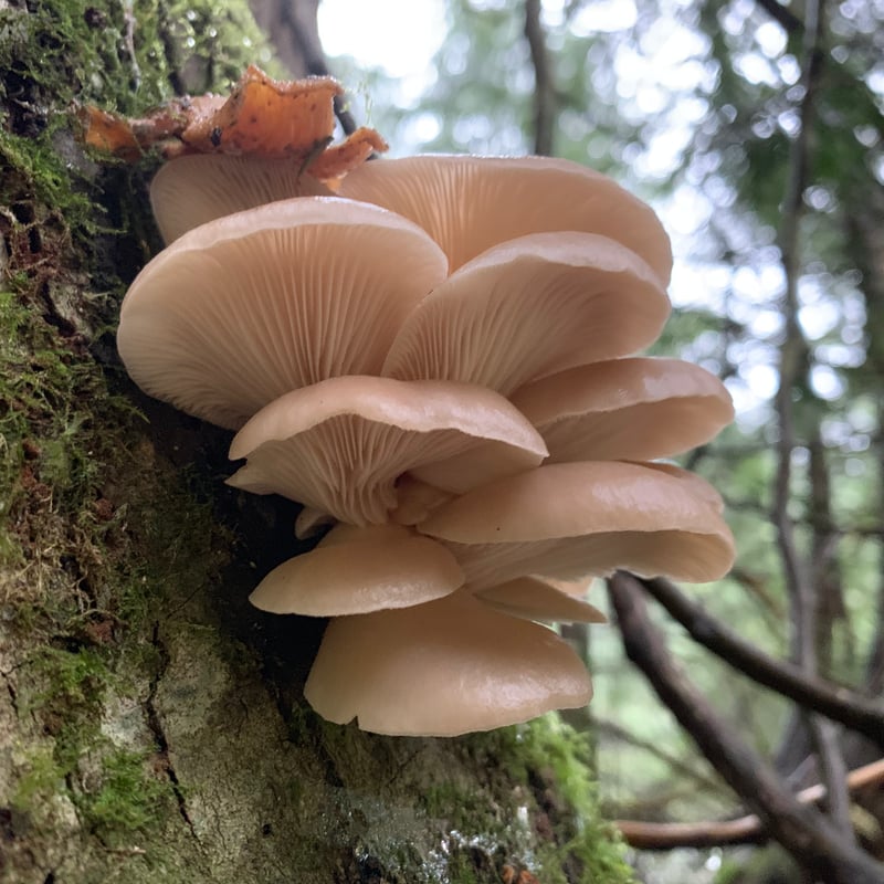 Oyster mushrooms (Pleurotus ostreatus) growing in overlapping clusters on a hardwood log in the Pacific Northwest