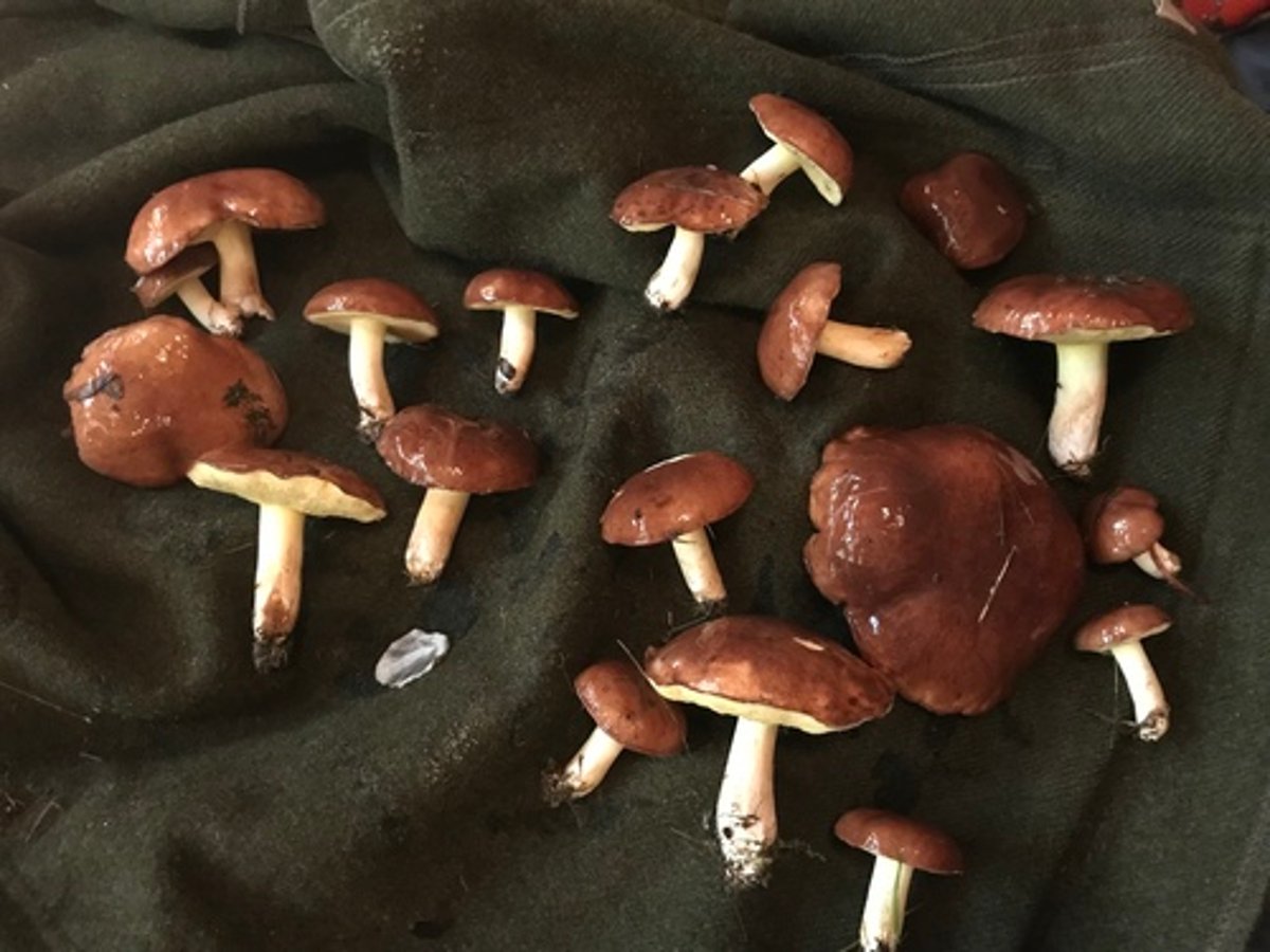 Suillus brevipes (short-stalked slippery jack) showing smooth glutinous cap and very short stem