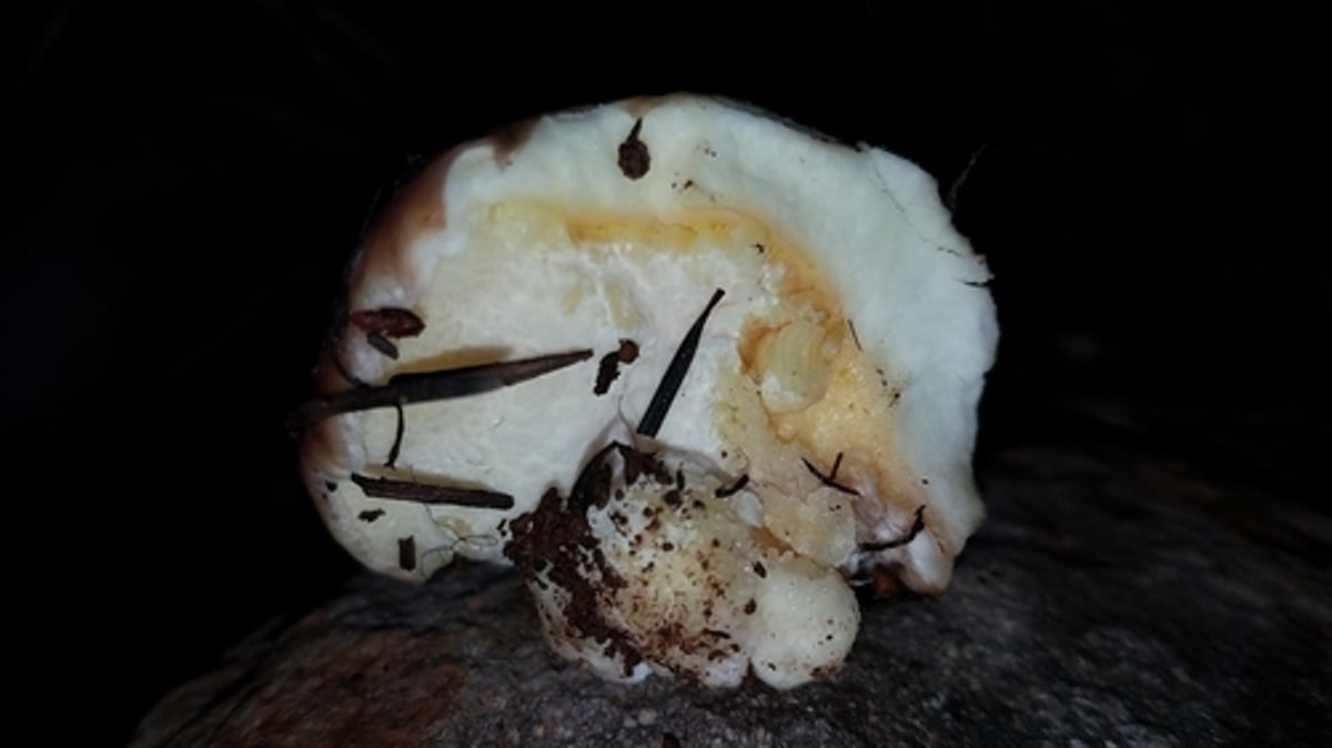 Suillus pseudobrevipes