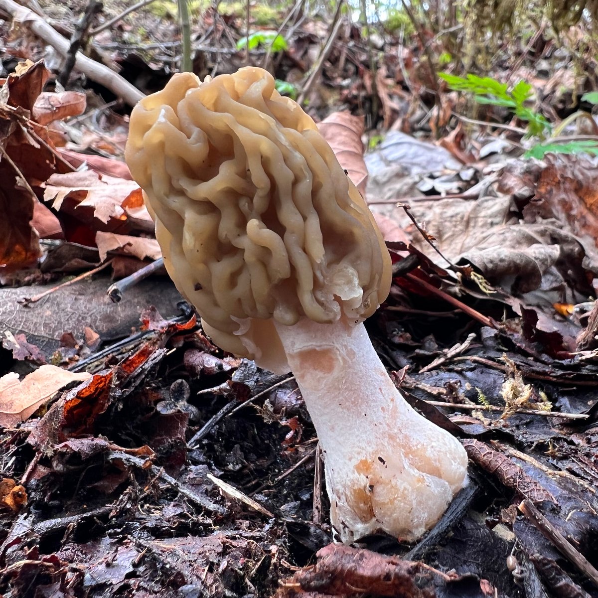 Verpa bohemica showing thimble-shaped cap hanging free from the stem, key identification feature