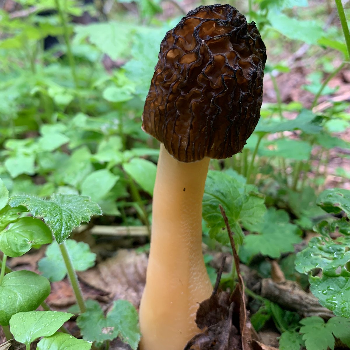 Verpa bohemica specimens in cottonwood leaf litter, showing how they blend in with spring debris
