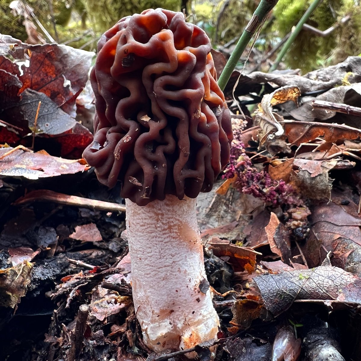 Wrinkled thimble morel (Verpa bohemica) showing deeply furrowed cap and pale stem with chevron markings