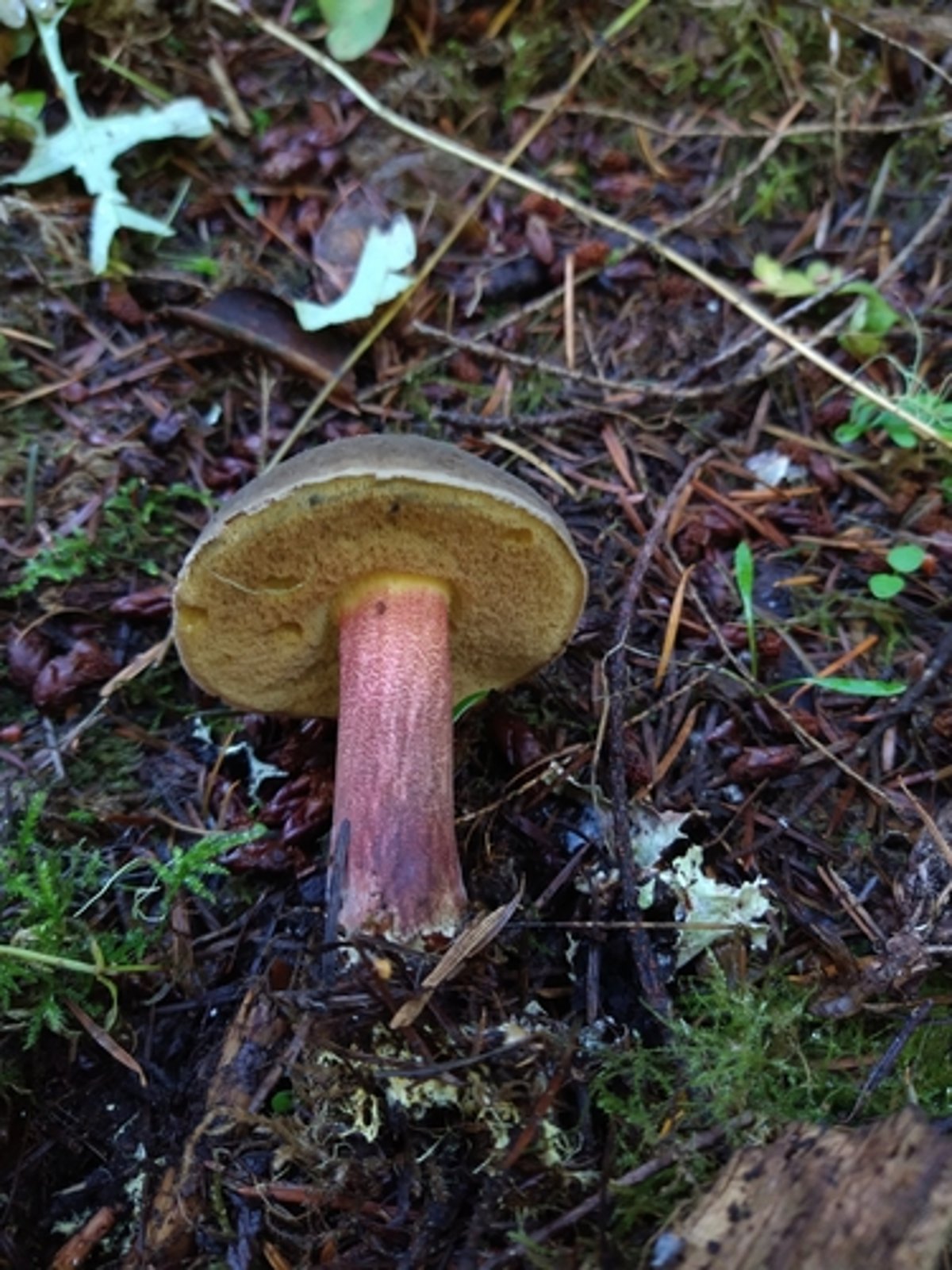 Xerocomellus mendocinensis showing cracked cap surface and yellow pores